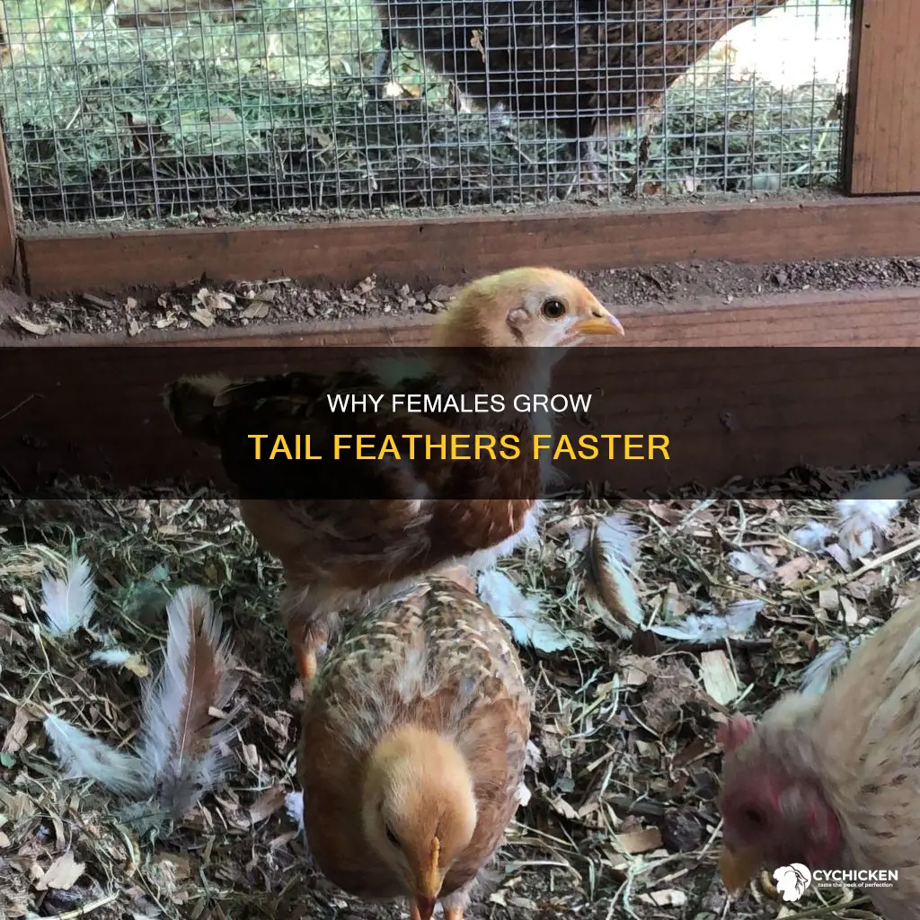 do female chicks grow their tail feathers faster than males
