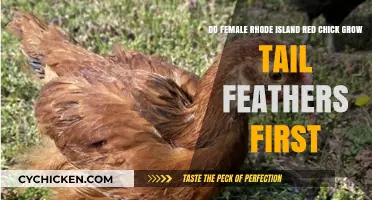 Do Female Rhode Island Reds Grow Tail Feathers First?