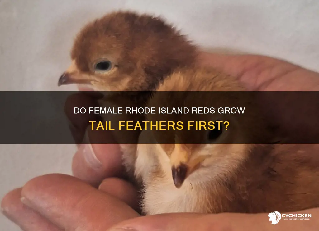 do female rhode island red chick grow tail feathers first