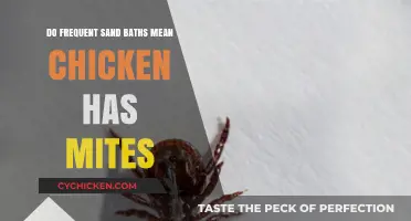 Frequent Sand Baths in Chickens: A Sign of Mite Infestation?
