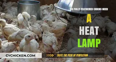 Fully Feathered Chicks: Do They Still Need a Heat Lamp?