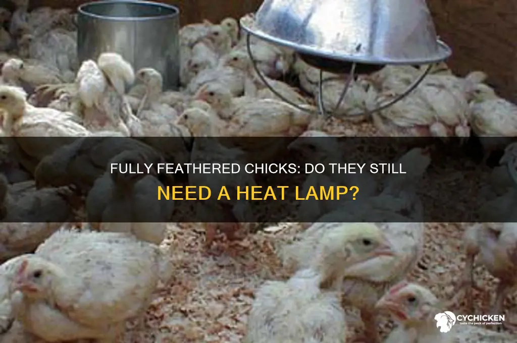do fully feathered chicks need a heat lamp