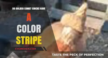 Golden Comet Chicks: Unveiling the Mystery of Their Color Stripe