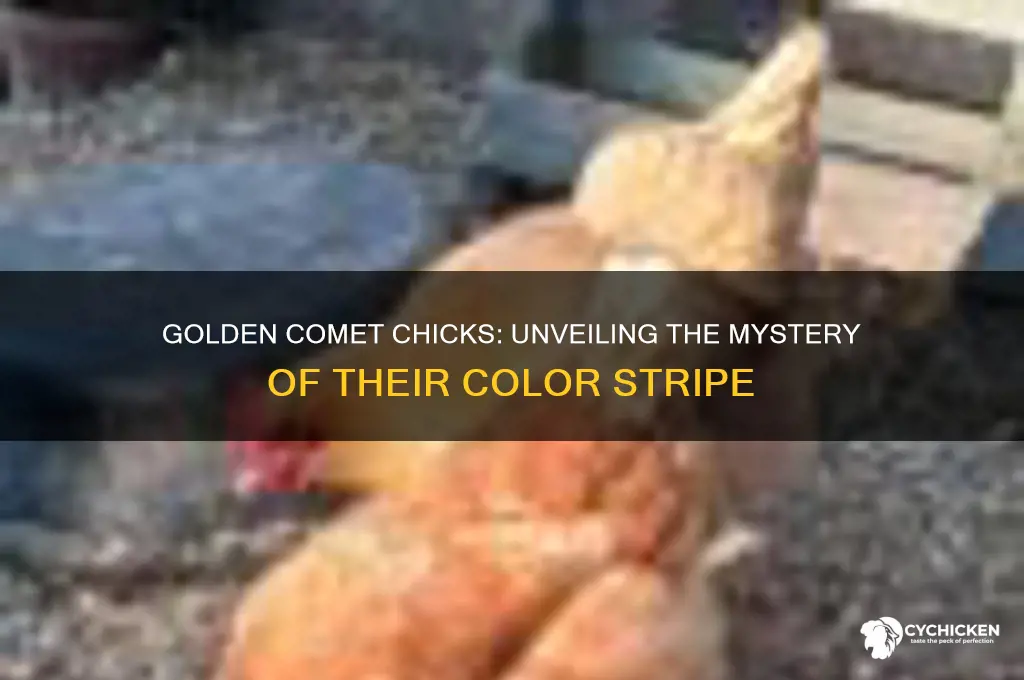 do golden comet chicks have a color stripe