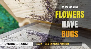 Do Hen and Chick Flowers Attract Bugs? A Comprehensive Guide