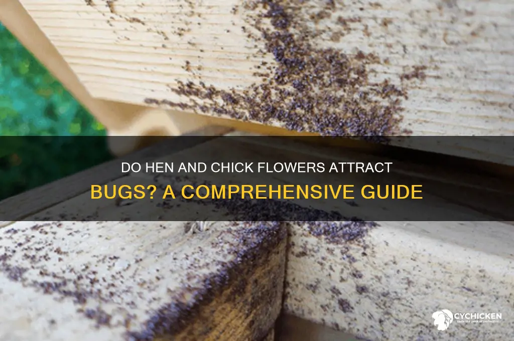 do hen and chick flowers have bugs