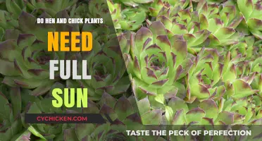Do Hen and Chick Plants Thrive in Full Sunlight?