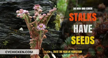 Do Hen and Chick Stalks Produce Seeds? A Gardening Guide