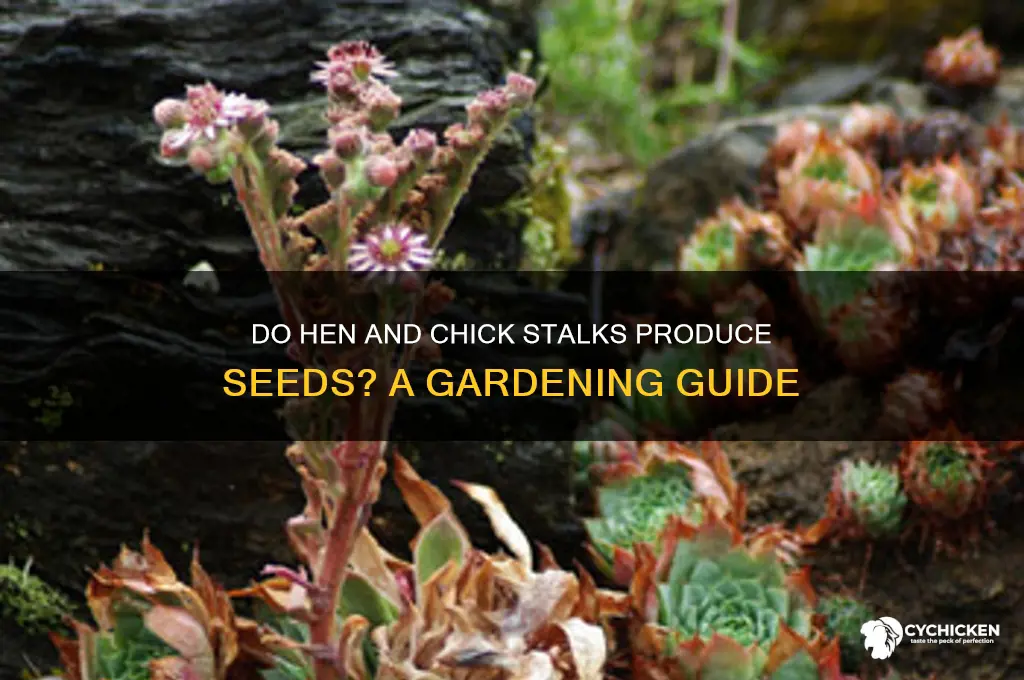 do hen and chick stalks have seeds