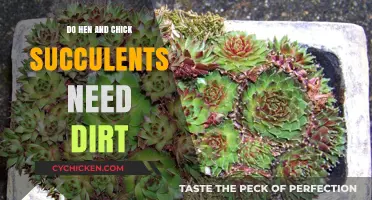 Can Hen and Chick Succulents Thrive Without Soil? Find Out!