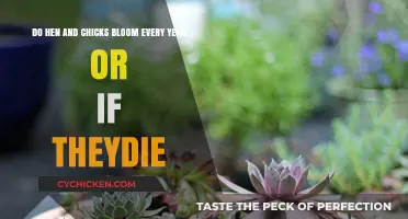 When Do Hen and Chicks Bloom?