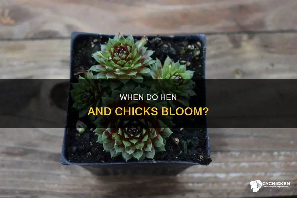 do hen and chicks bloom every year or if theydie