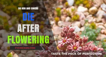 Do Hen and Chicks Perish Post-Flowering? Unveiling the Truth