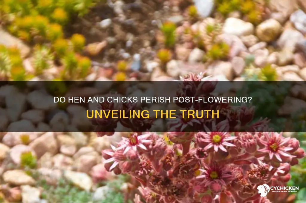 do hen and chicks die after flowering