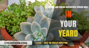 Hen and Chicks Succulents: Spreading Yard Cheer