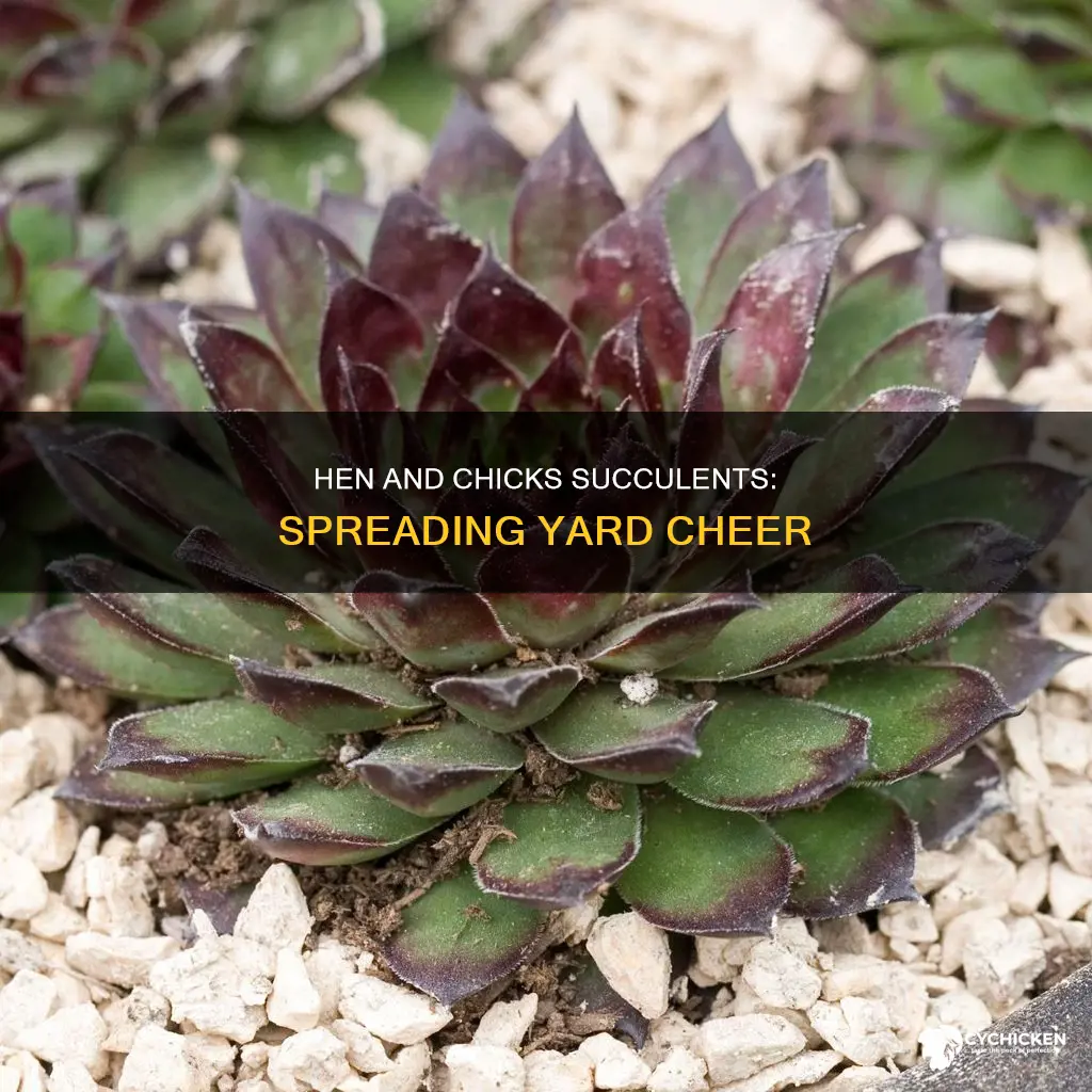 do hen and chicks succulents spread well in your yeard