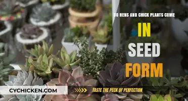 Hens and Chicks: Seeds or Cuttings?
