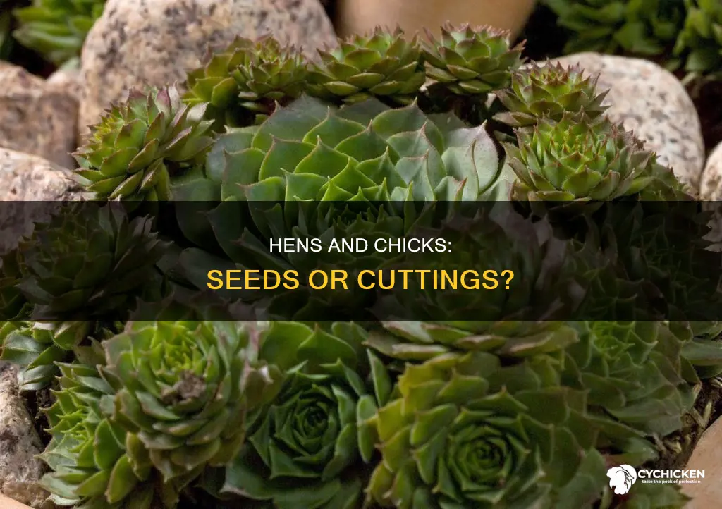 do hens and chick plants come in seed form