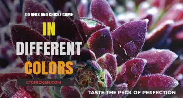 Exploring the Vibrant Color Variations of Hens and Chicks Plants