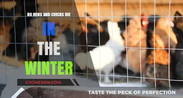 Surviving Winter: Do Hens and Chicks Perish in Cold Months?