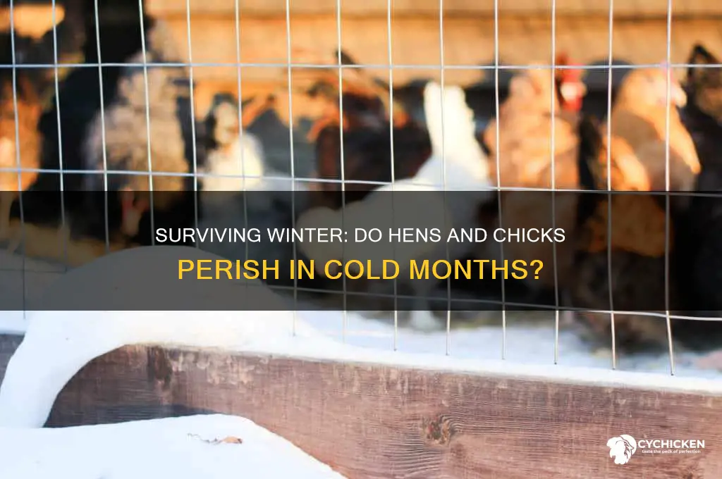 do hens and chicks die in the winter