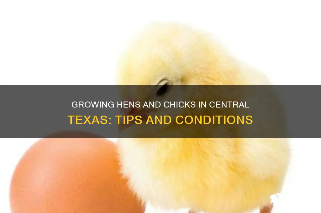 do hens and chicks grow in central texas