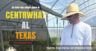 Hens and Chicks: Thriving in Central Texas?