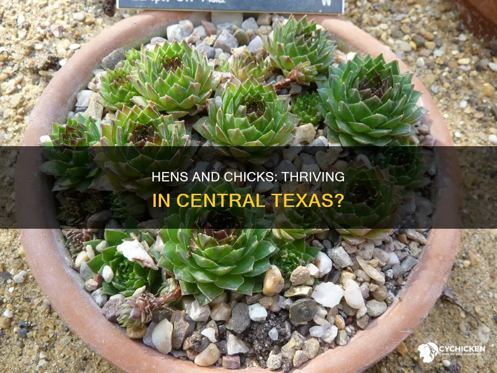 do hens and chicks grow in centrwhat al texas