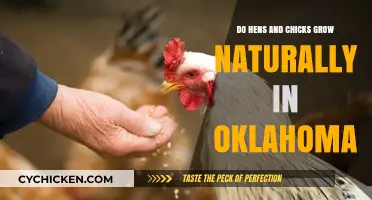 Growing Hens and Chicks in Oklahoma: Natural Habitat and Care Tips