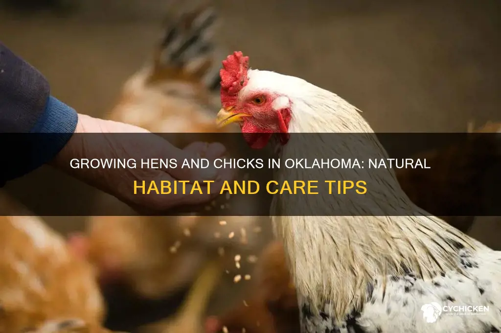 do hens and chicks grow naturally in oklahoma