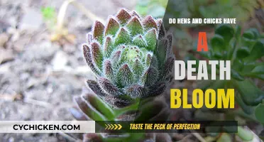 Do Hens and Chicks Bloom Before Dying? Unveiling the Death Bloom Myth