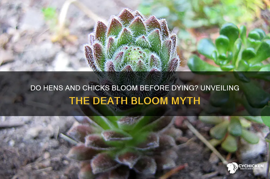 do hens and chicks have a death bloom