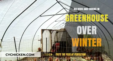Winter Greenhouse Care: Keeping Hens and Chicks Healthy and Thriving