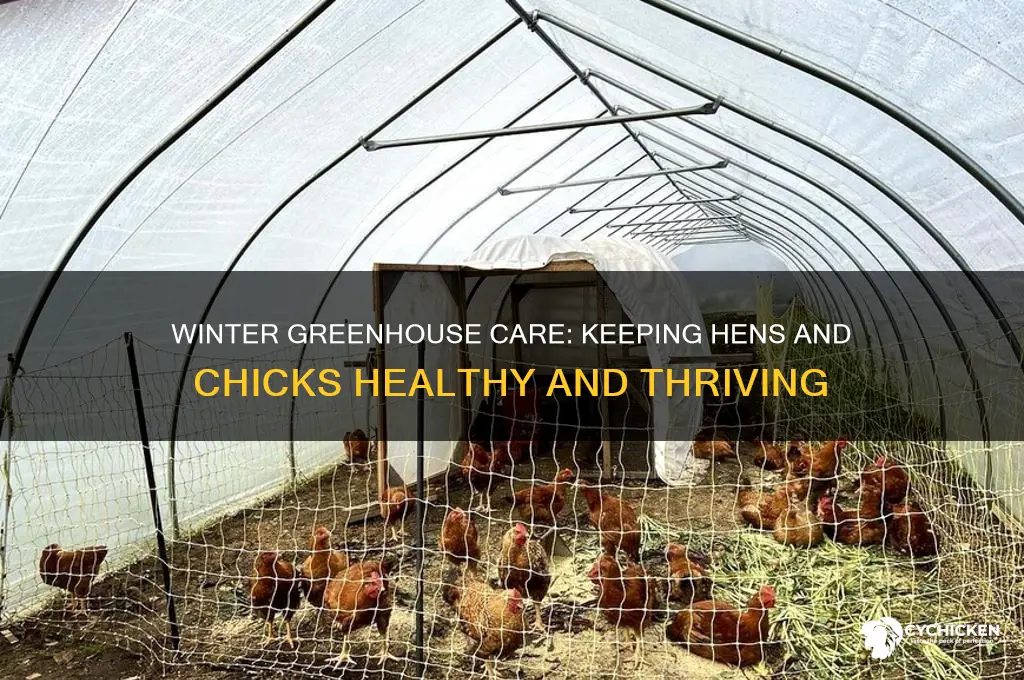 do hens and chicks in greenhouse over winter