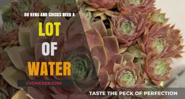 How Much Water Do Hens and Chicks Need?