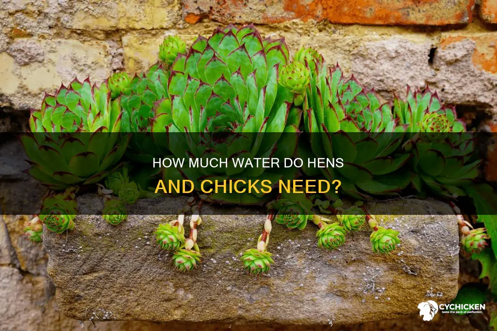 do hens and chicks need a lot of water