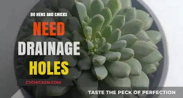 Do Hens and Chicks Need Drainage Holes? Essential Care Tips