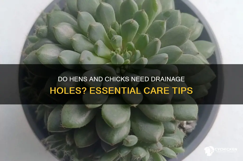 do hens and chicks need drainage holes