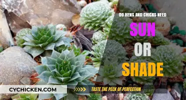 Hens and Chicks: Sunlight vs. Shade for Healthy Growth