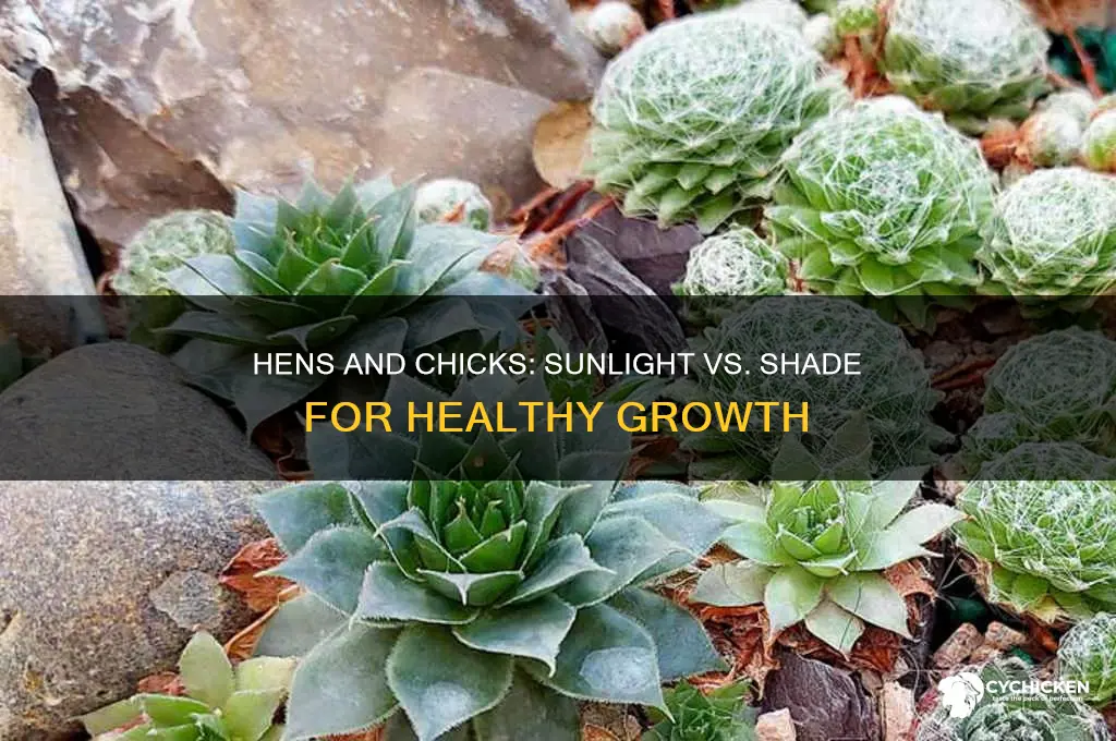 do hens and chicks need sun or shade