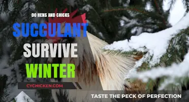 Winter Survival Guide: Do Hens and Chicks Succulents Endure Cold?