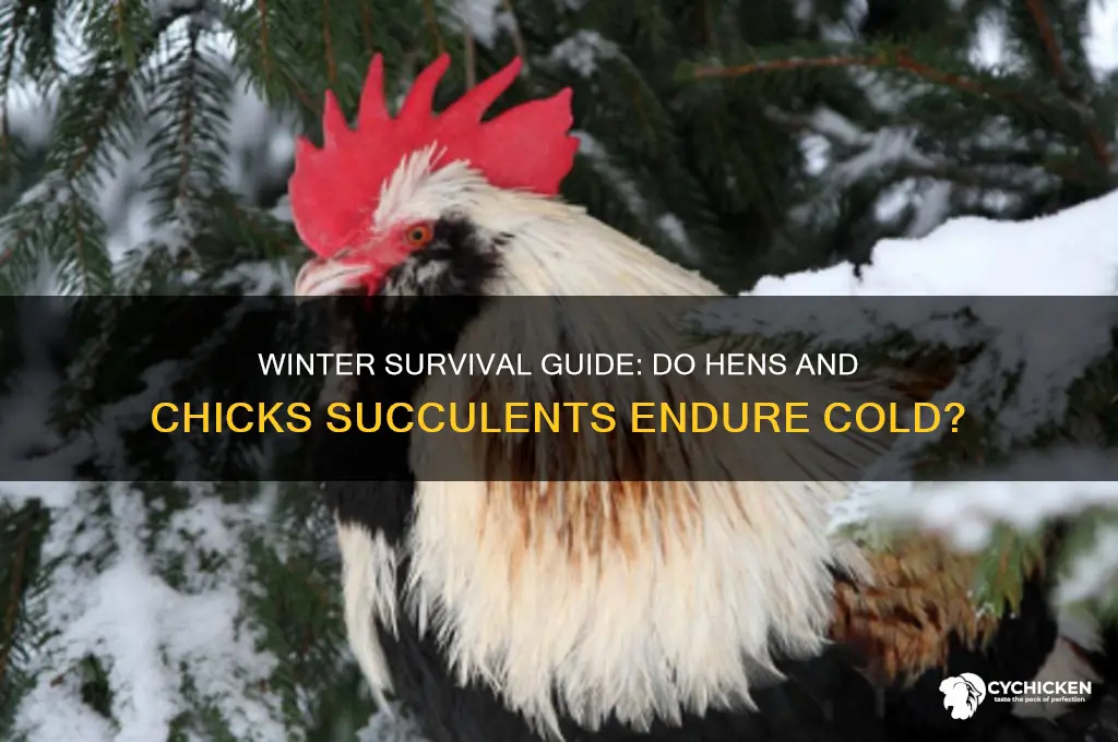 do hens and chicks succulant survive winter