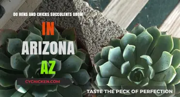 Growing Hens and Chicks in Arizona's Climate