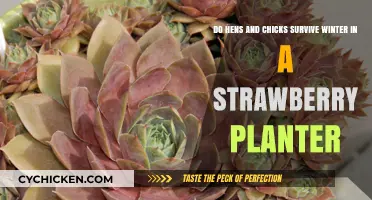 Hens and Chicks: Winter Strawberry Planter Survival Guide
