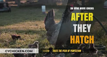 Do Hens Relocate Chicks Post-Hatching? Exploring Maternal Instincts
