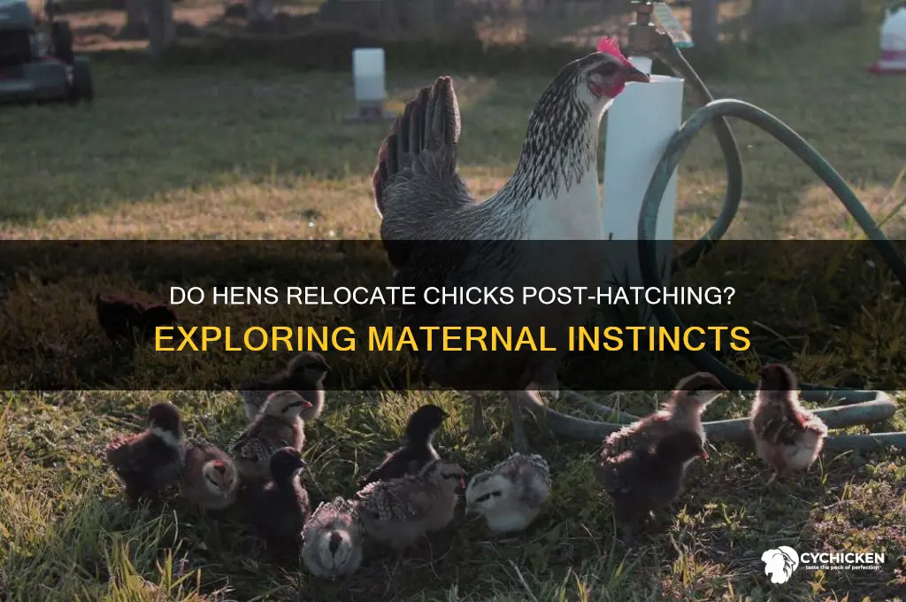 do hens move chicks after they hatch