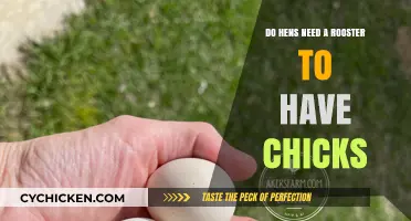 Can Hens Lay Fertile Eggs Without a Rooster? The Truth Revealed