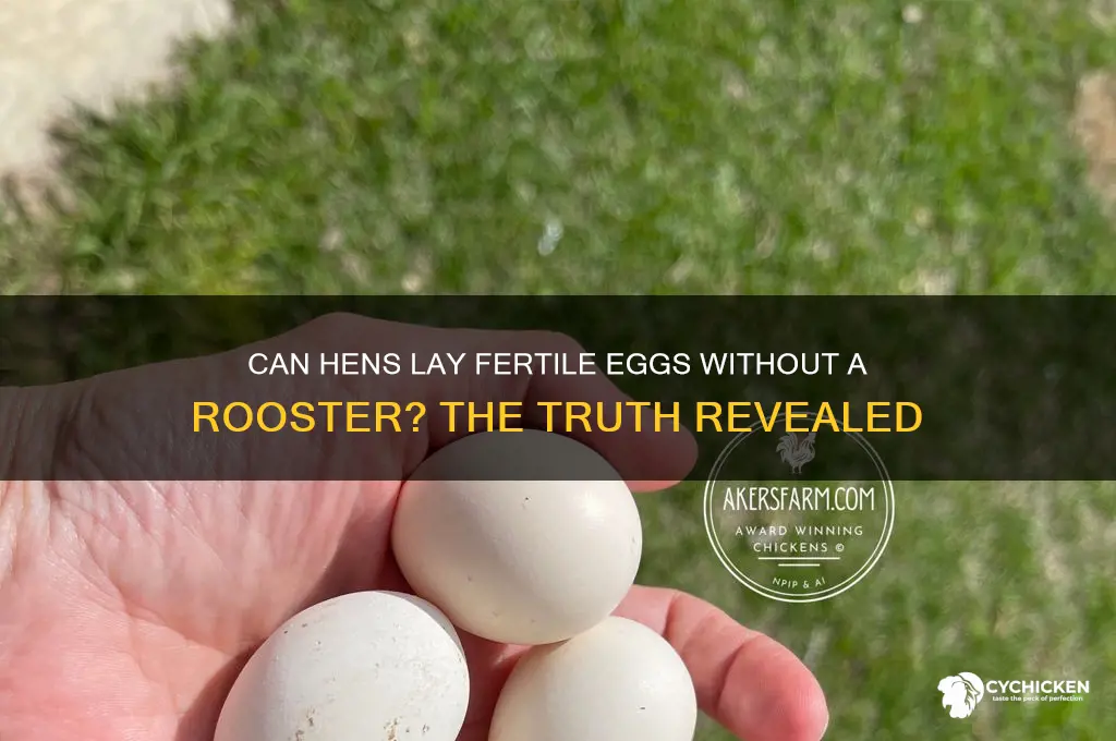 do hens need a rooster to have chicks