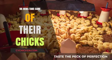 Do Hens Nurture Their Chicks? Exploring Maternal Care in Poultry