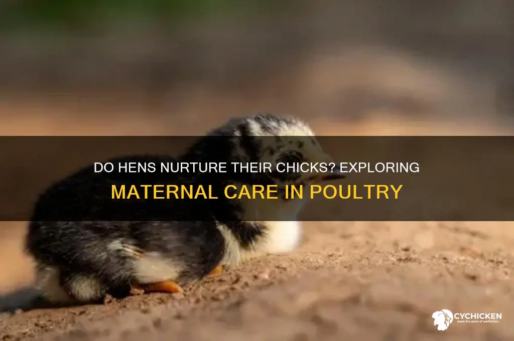 do hens take care of their chicks